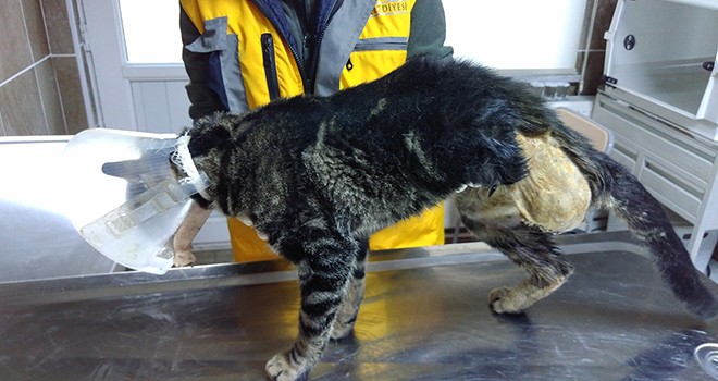 Ampütasyon ile yaşama tutunan kedi yeni sahibini bekliyor