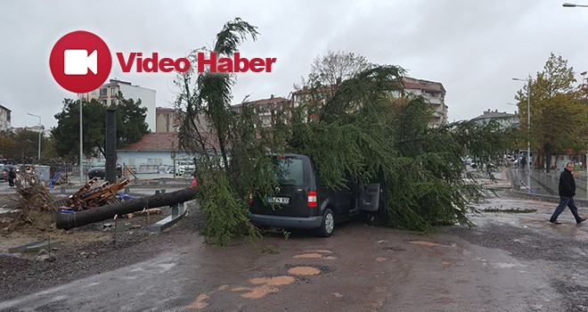 Seyir Halindeki Aracın Üzerine Ağaç Devrildi