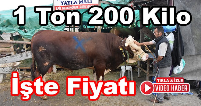 Bin 200 Kilogramlık Kurbanlık İlgi Görüyor