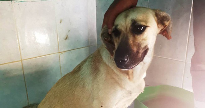 Süleymanpaşa Belediyesinden Yaralı Köpeğe Gönül Eli