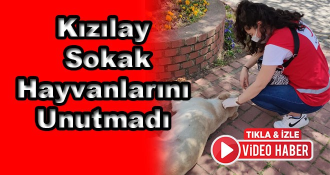 Kızılay Sokak Hayvanlarını da Unutmadı