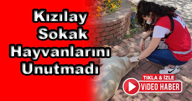 Kızılay Sokak Hayvanlarını da Unutmadı