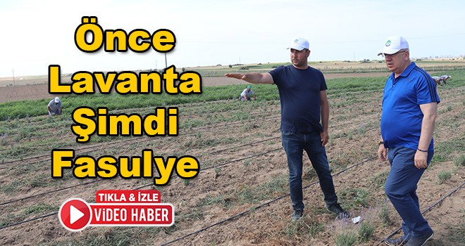 Önce Lavanta Şimdi Fasulye