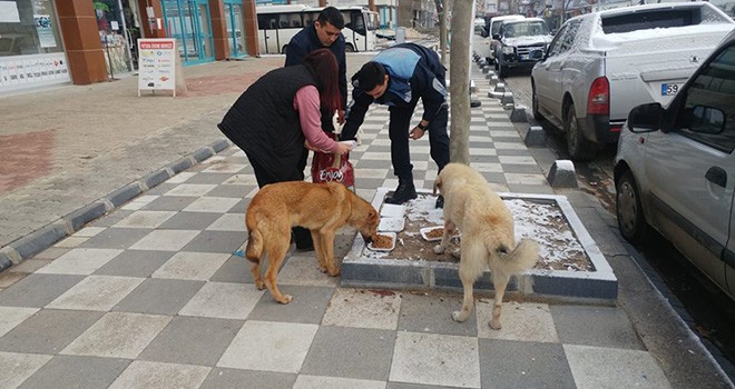 Zabıta Ekipleri Sokak Hayvanlarını Besledi