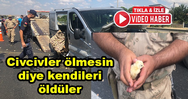 Civcivler ölmesin diye kendileri öldüler